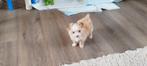 Chihuahua / Bolonka puppy's beschikbaar, CDV (hondenziekte), 8 tot 15 weken, Meerdere, Meerdere dieren