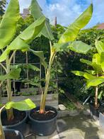 Musa Basjoo Bananenplant, Ophalen, Volle zon, Overige soorten, Minder dan 100 cm