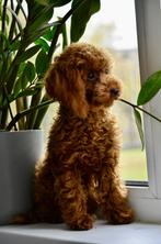 Toy poodle, Dieren en Toebehoren, Poedel, 15 weken tot 1 jaar, Reu, Meerdere