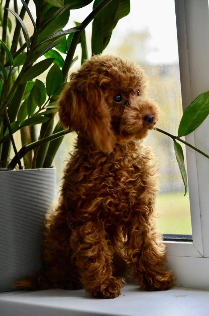 Toy poodle, Dieren en Toebehoren, Honden | Chihuahua's en Gezelschapshonden, Reu, Poedel, Particulier, Meerdere, Nederland, 15 weken tot 1 jaar
