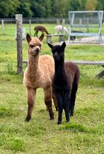 Alpaca merries en veulens, Dieren en Toebehoren, Juli, Meerdere dieren