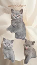 Prachtige raszuivere Brits korthaar kittens met stamboom, Met stamboom