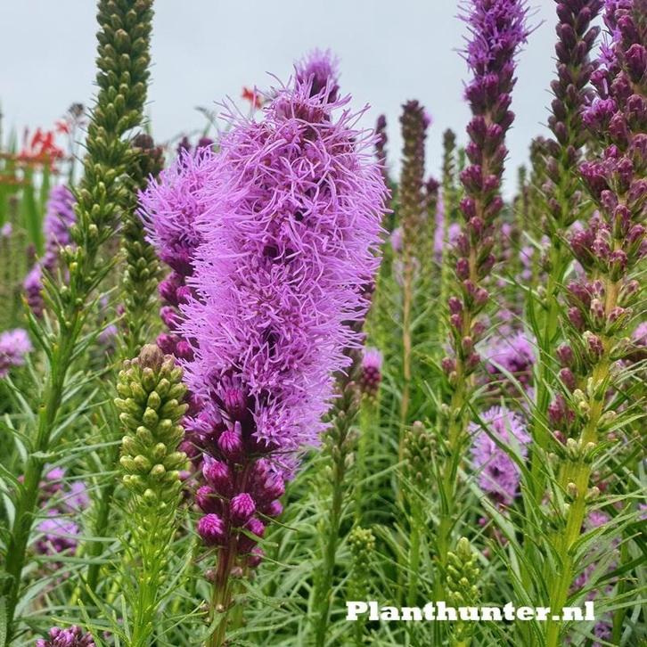 aanbieding Lampenpoetser Liatris spicata purple Vasteplant, Tuin en Terras, Planten | Tuinplanten, Overige soorten, Halfschaduw