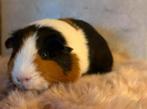 Mooie cavia beer 🩵, Dieren en Toebehoren, Knaagdieren, Maart, Mannelijk, Cavia