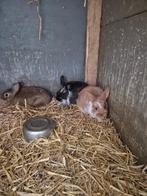 5 konijntjes (mogen apart van elkaar weg), Dieren en Toebehoren, Konijnen, Meerdere dieren, Middelgroot, 0 tot 2 jaar