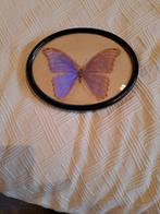Vlinder geprepareerd in lijst, Huis en Inrichting, Woonaccessoires | Lijsten, Minder dan 50 cm, Ophalen of Verzenden, Zo goed als nieuw