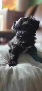 Te koop hele  leuke boomer pups, Dieren en Toebehoren, Honden | Chihuahua's en Gezelschapshonden, Overige rassen, Teef, Meerdere