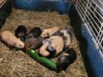 6 jonge cavia's, Meerdere dieren, Cavia, Na 1 juli 2024