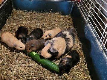 6 jonge cavia's   beschikbaar voor biedingen