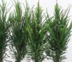 Goedkope taxushaag, alle maten taxushagen taxus, Tuin en Terras, Ophalen of Verzenden, Taxus, Haag