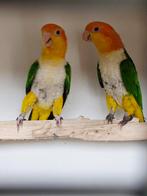 Super mooi koppel roestkop caique 2020, Dieren en Toebehoren, Vogels | Parkieten en Papegaaien, Meerdere dieren, Papegaai