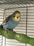 Jonge parkieten parkietje grasparkiet grasparkietjes, Dieren en Toebehoren, Vogels | Parkieten en Papegaaien, Meerdere dieren