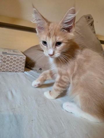 2 mooie Maine Coon kittens  beschikbaar voor biedingen