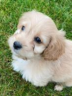 Super leuke cockapoo pups te koop✨, Rabiës (hondsdolheid), Overige rassen, 8 tot 15 weken, Meerdere