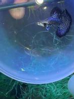 blue dragon ribbon halfmoon guppy, Dieren en Toebehoren, Vis, Zoetwatervis