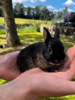 Jonge makke konijnen, Dieren en Toebehoren, Meerdere dieren