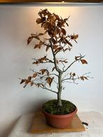 Fagus sylvatica bonsai, Ophalen, Bloeit niet, Halfschaduw, Overige soorten