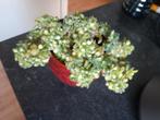 Aeonium lindleyi variegata, Huis en Inrichting, Ophalen of Verzenden