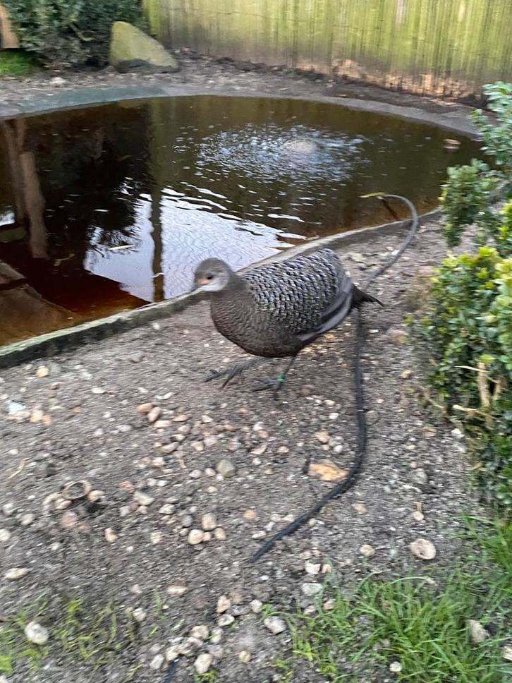 Grijze pauwfazanten te koop, Dieren en Toebehoren, Pluimvee, Overige soorten, Mannelijk