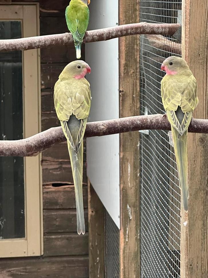 Princess of wales parkieten, Dieren en Toebehoren, Vogels | Parkieten en Papegaaien, Parkiet, Meerdere dieren