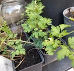 Maggieplanten 🌿👩‍🍳, Ophalen, Minder dan 100 cm