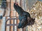 Brahma kriel, Dieren en Toebehoren, Pluimvee, Vrouwelijk, Kip