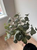 Zijden eucalyptus takken, Ophalen of Verzenden, Halfschaduw, Minder dan 100 cm