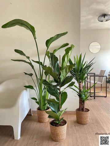 3 For 120- Strelitzia Nicolai & Ficus Lyrata&Yucca beschikbaar voor biedingen