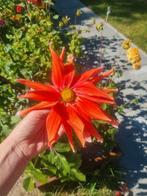 Dahlia Knol - Prachtige Oranje Bloem, Ophalen of Verzenden, Voorjaar, Volle zon, Knol