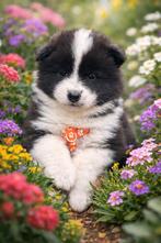 Pups  kruising, 8 tot 15 weken, Teef, Poolhond, Eén hond