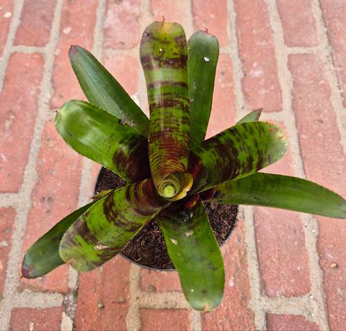Neoregelia Screaming Tiger, Huis en Inrichting, Kamerplanten, Overige soorten, Minder dan 100 cm, Ophalen of Verzenden