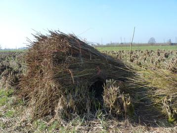 Beschoeiing's hout.  beschikbaar voor biedingen