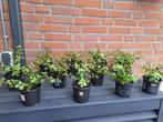 Terras plant, Vetplant, Portulacaria afra, Spekboom, Ophalen of Verzenden, Vaste plant, Overige soorten