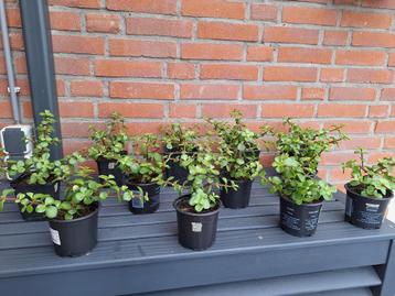 Terras plant, Vetplant, Portulacaria afra, Spekboom beschikbaar voor biedingen