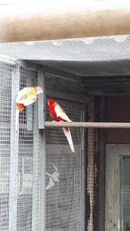 Rubino rosella koppel, Dieren en Toebehoren, Meerdere dieren, Geringd