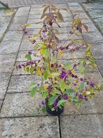 Schoonvrucht (Callicarpa bodinieri), Vaste plant, Halfschaduw, Herfst, Ophalen