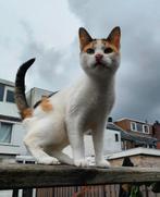 Pip (lapjes poes 6 jaar) zoekt nieuw baasje, Dieren en Toebehoren, Katten en Kittens | Overige Katten, Poes, Kortharig, 6 jaar of ouder