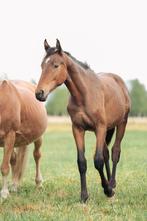 Nakomeling corydon t&l, Dieren en Toebehoren, Paarden, Hengst, Dressuurpaard, 0 tot 2 jaar