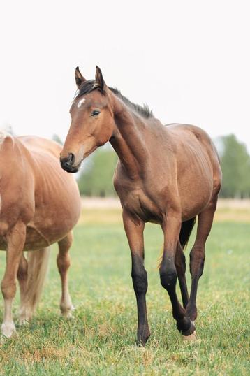 Nakomeling corydon t&l   beschikbaar voor biedingen