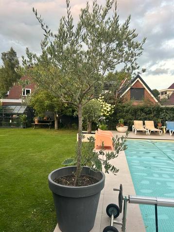 Olijfboom in pot - 300 cm incl. beschikbaar voor biedingen