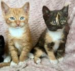 Europese korthaar X Ragdoll, Dieren en Toebehoren, Katten en Kittens | Overige Katten, Kortharig, 0 tot 2 jaar