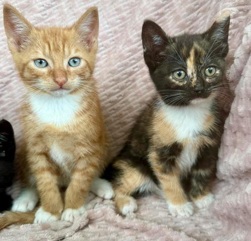 Europese korthaar X Ragdoll, Dieren en Toebehoren, Katten en Kittens | Overige Katten, Kortharig, 0 tot 2 jaar