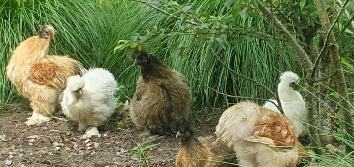 kippen familie met kuikens, Dieren en Toebehoren, Pluimvee, Kip, Meerdere dieren