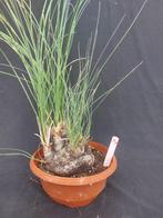 Calibanus hookeri 45, caudex 14 cm, hoogte incl. pot 70 cm, Ophalen of Verzenden, Vaste plant, Overige soorten, Halfschaduw