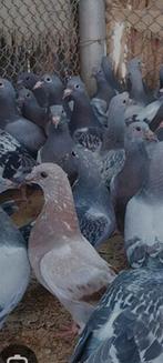 Postduif, Meerdere dieren, Eend