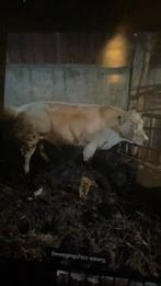 Dikbil Dekstier, Dieren en Toebehoren, Mannelijk
