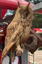 Ransuil opgezette vogel taxidermie roogvogel, Dieren en Toebehoren, Vogels | Overige Vogels, Geslacht onbekend, Roofvogel