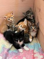 Prachtige maincoon / europese korthaar kittens., Dieren en Toebehoren, Meerdere dieren, 0 tot 2 jaar