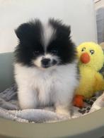 3 prachtige Pomeriaan/dwergkees pups. (Mogen verhuizen💙💜)., 8 tot 15 weken, Meerdere, Meerdere dieren, Nederland