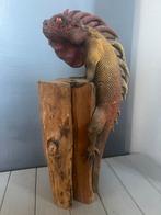 Leguaan op hout 37 cm, Ophalen of Verzenden, Dier